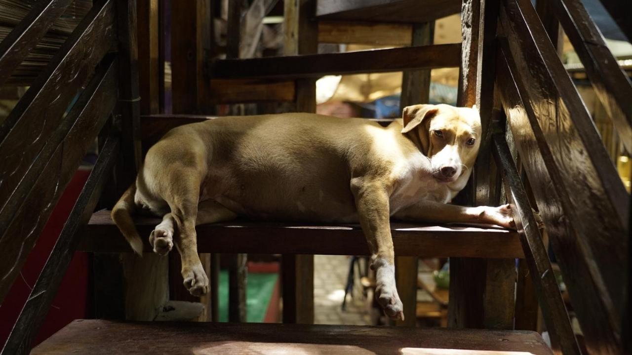 Lazy Dog Bed & Breakfast Balabag  Exteriör bild